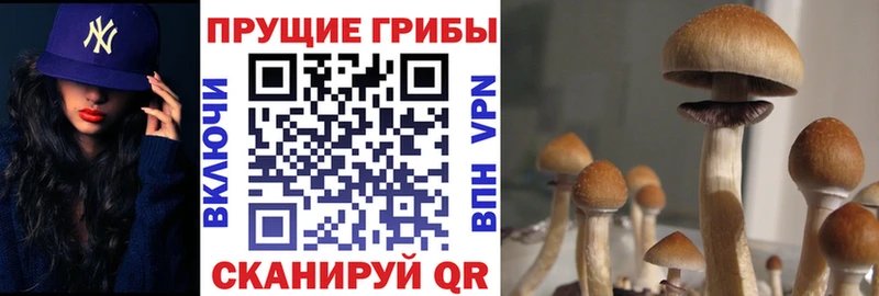 сколько стоит  Сургут  Галлюциногенные грибы MAGIC MUSHROOMS 